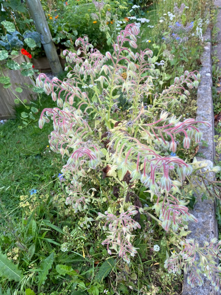 Rather beautiful plant that has seeded.