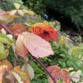 Autumn blackberry leaves.