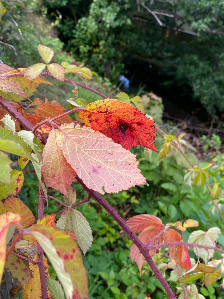 Autumn blackberry leaves.