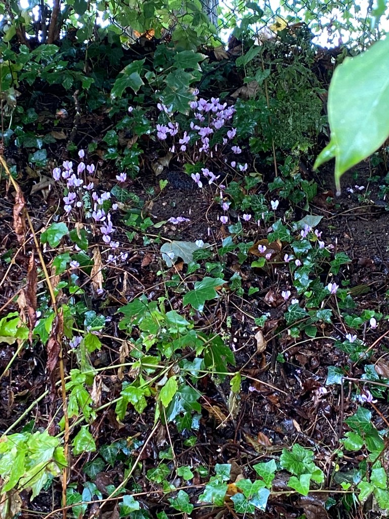 A bank with light purple flowers.