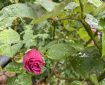 A rosebud in the rain.