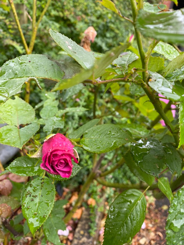A rosebud in the rain.