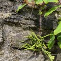 Maidenhair Spleenwort growing on a wall.