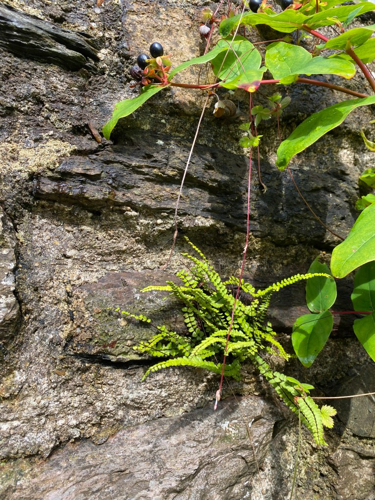 Maidenhair Spleenwort growing on a wall.
