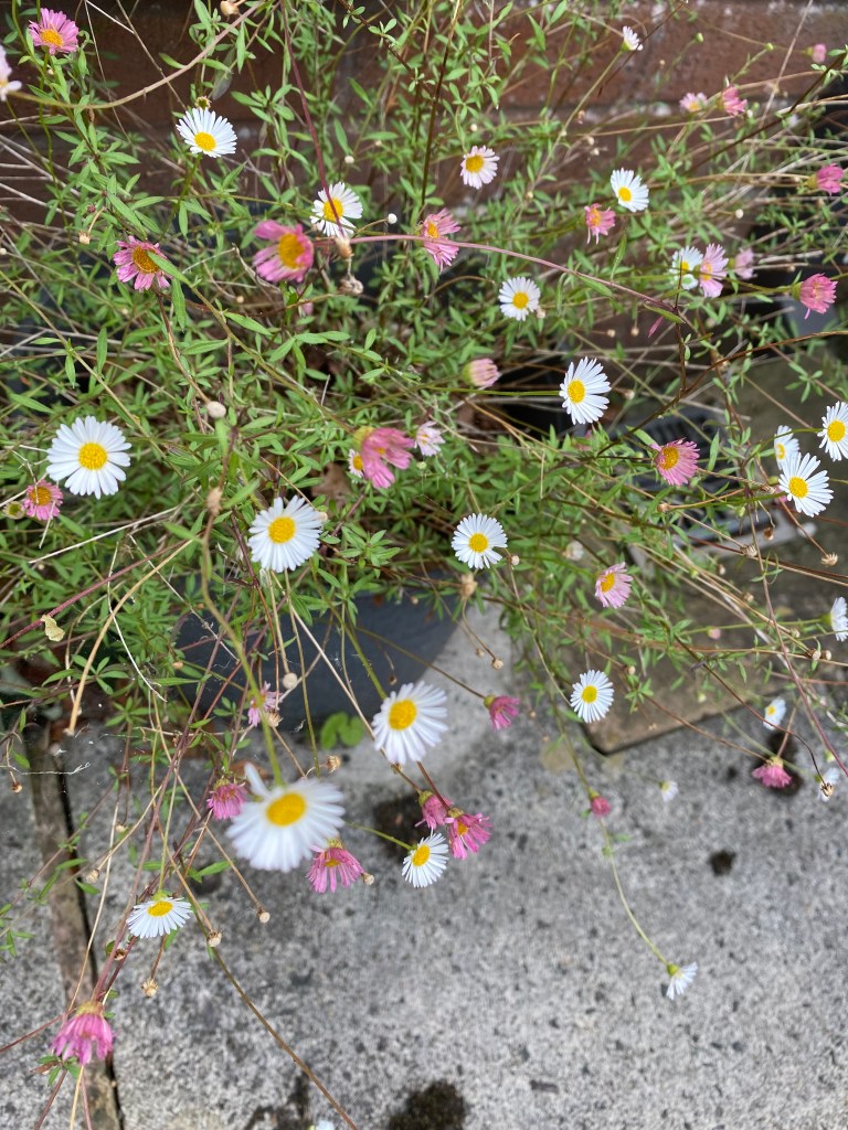 Santa Barbara Daisy. 