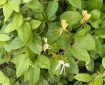 Japanese Honeysuckle.