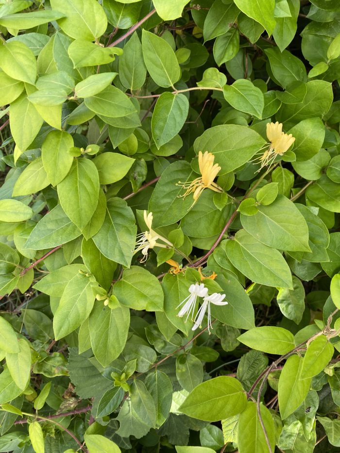 Japanese Honeysuckle.