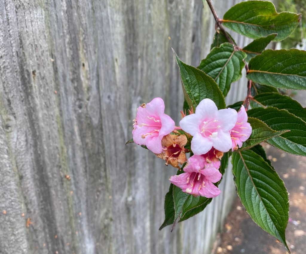 Pink flowers (possibly Weigela) by the fence.