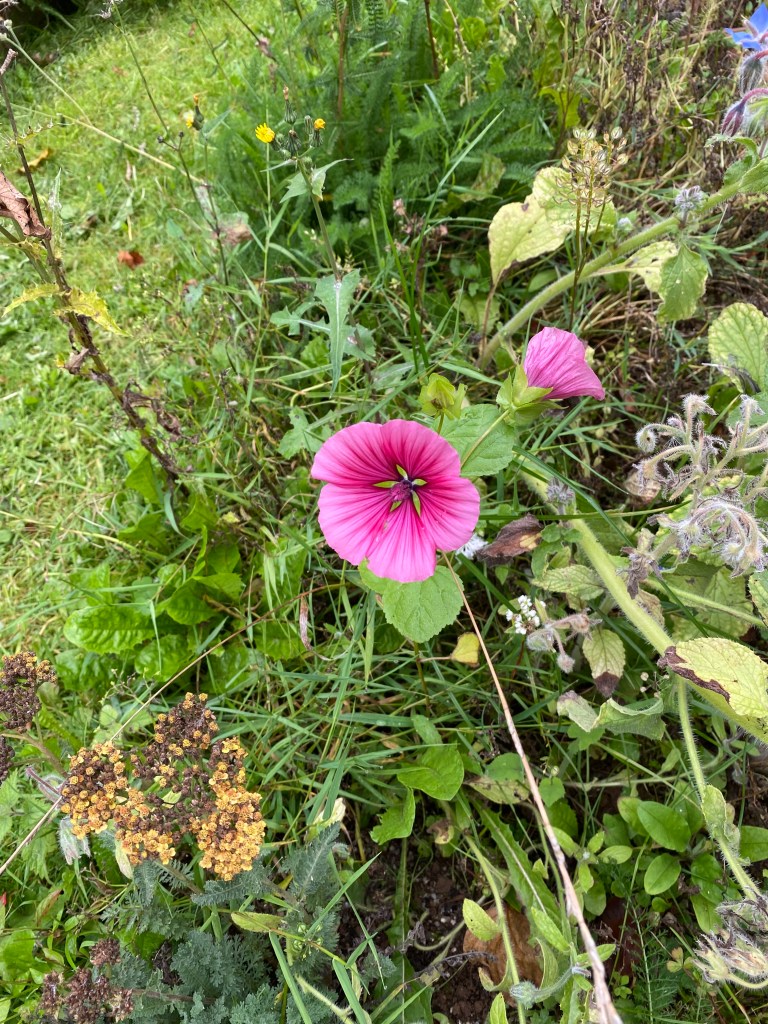Pink flowers along with seeds of another. 