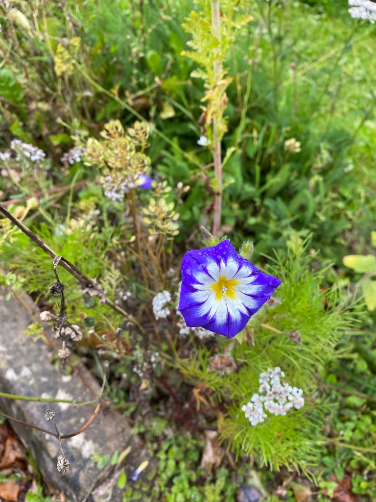 Dwarf Morning-glory?