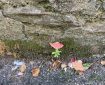 Leaves, moss, a feather next to some moss growing on a wall.