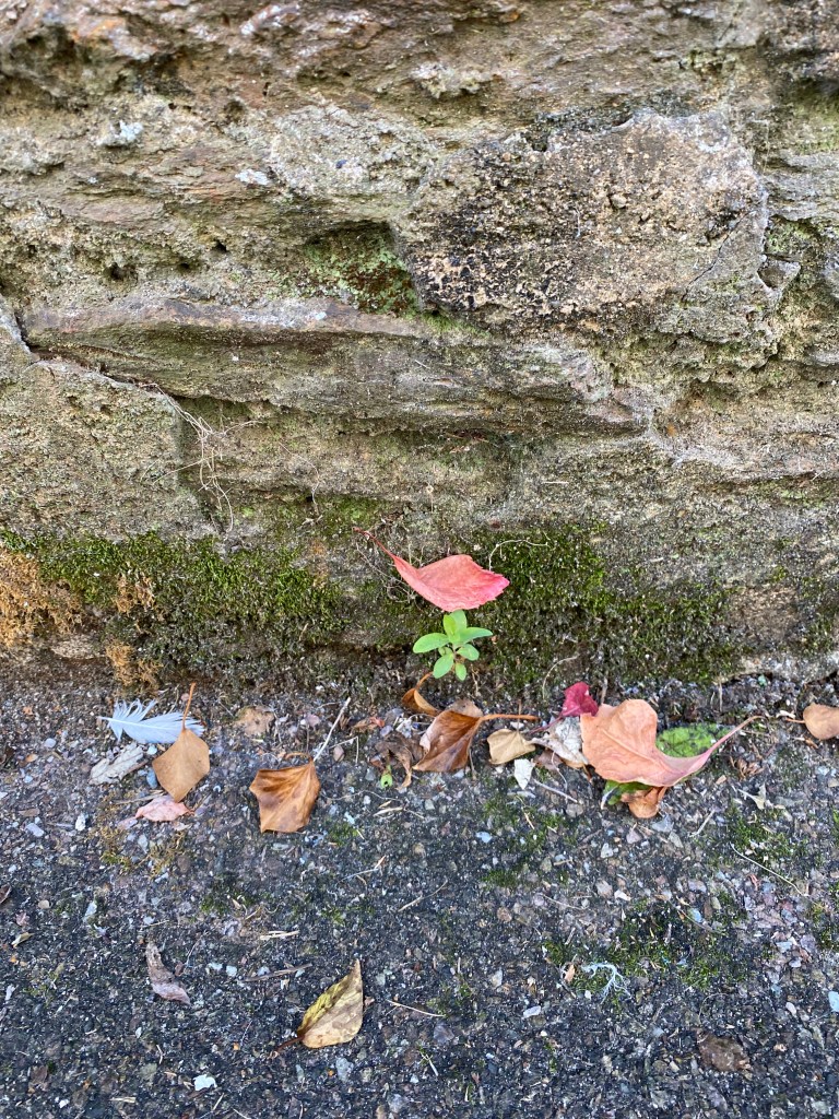 Leaves, moss, a feather next to some moss growing on a wall.