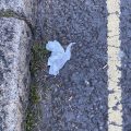 An abandoned hanky set like a bird in flight, look closely and you might see a cat.