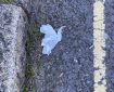 An abandoned hanky set like a bird in flight, look closely and you might see a cat.