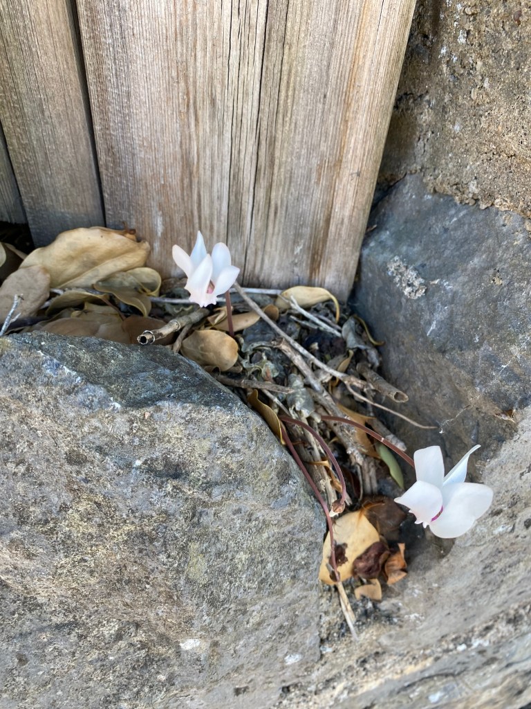 Wild cyclamen.