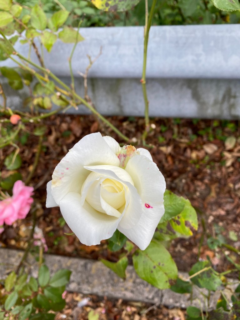 A white rose. 