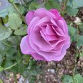 A Pink/purple rose.