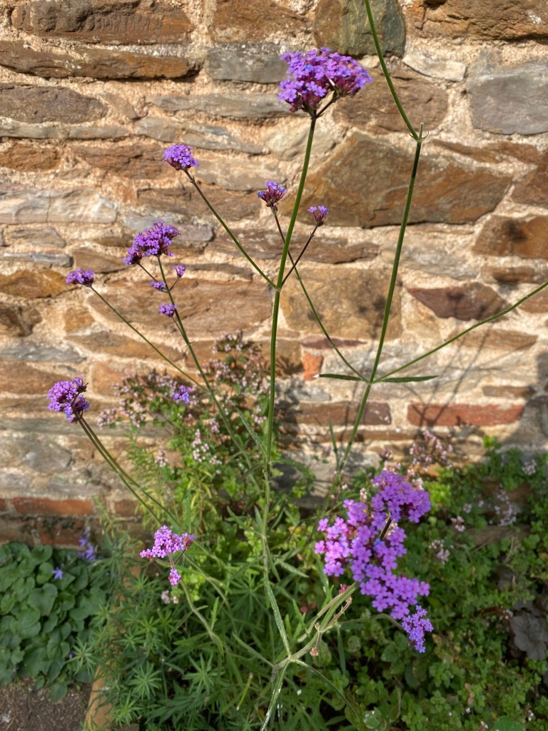 Purpletop Vervain.