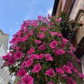 Pink Petunia in a hanging basket.
