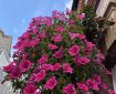 Pink Petunia in a hanging basket.