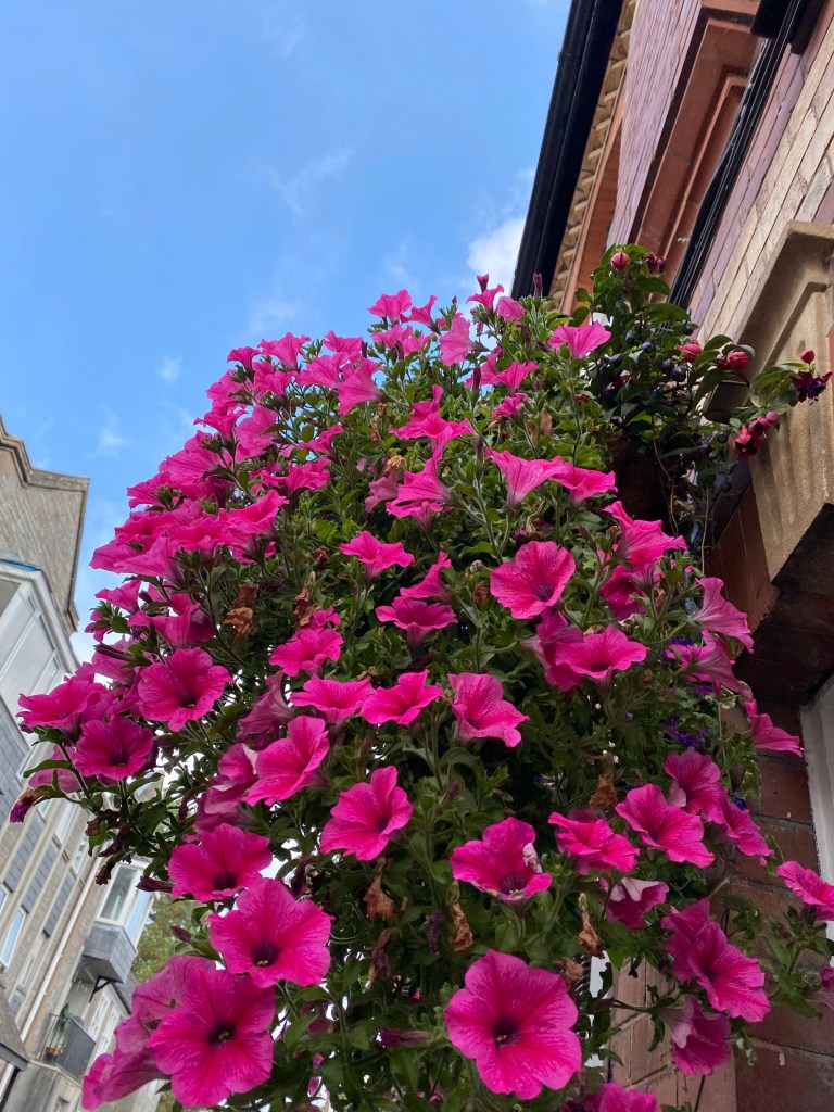 Pink Petunia in a hanging basket.