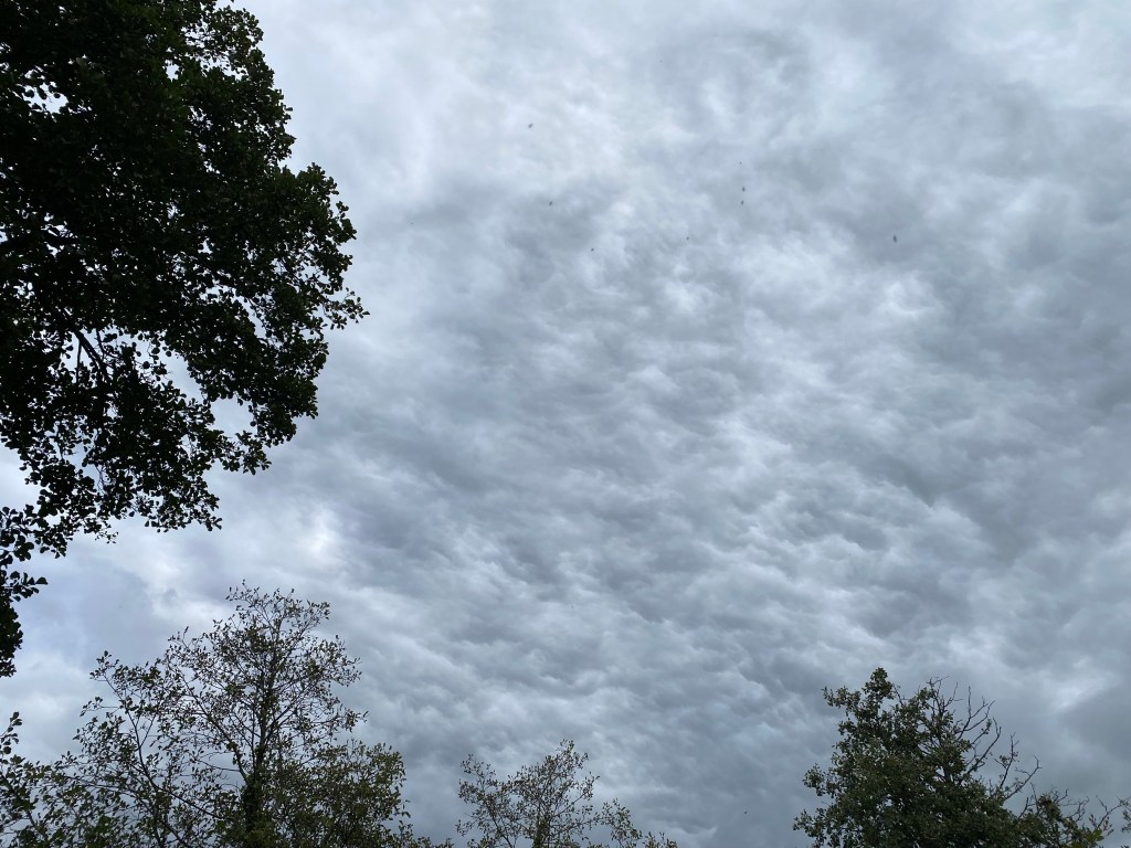 Trees against a cloudy sky.