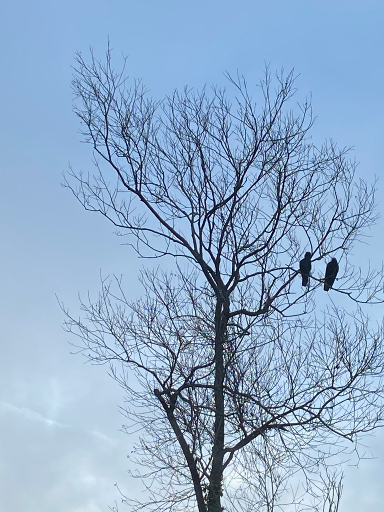 Two birds in a dead tree.