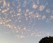 Small pink puffy clouds flying past a tree.