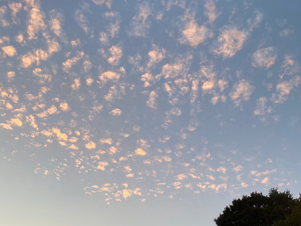 Small pink puffy clouds flying past a tree.