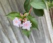 Weigela floribunda.