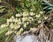 Yucca Spanish Gagger