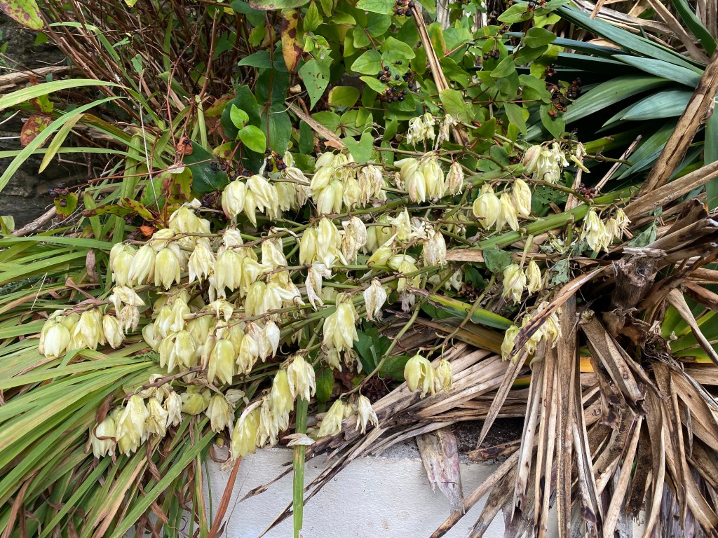 Yucca Spanish Gagger