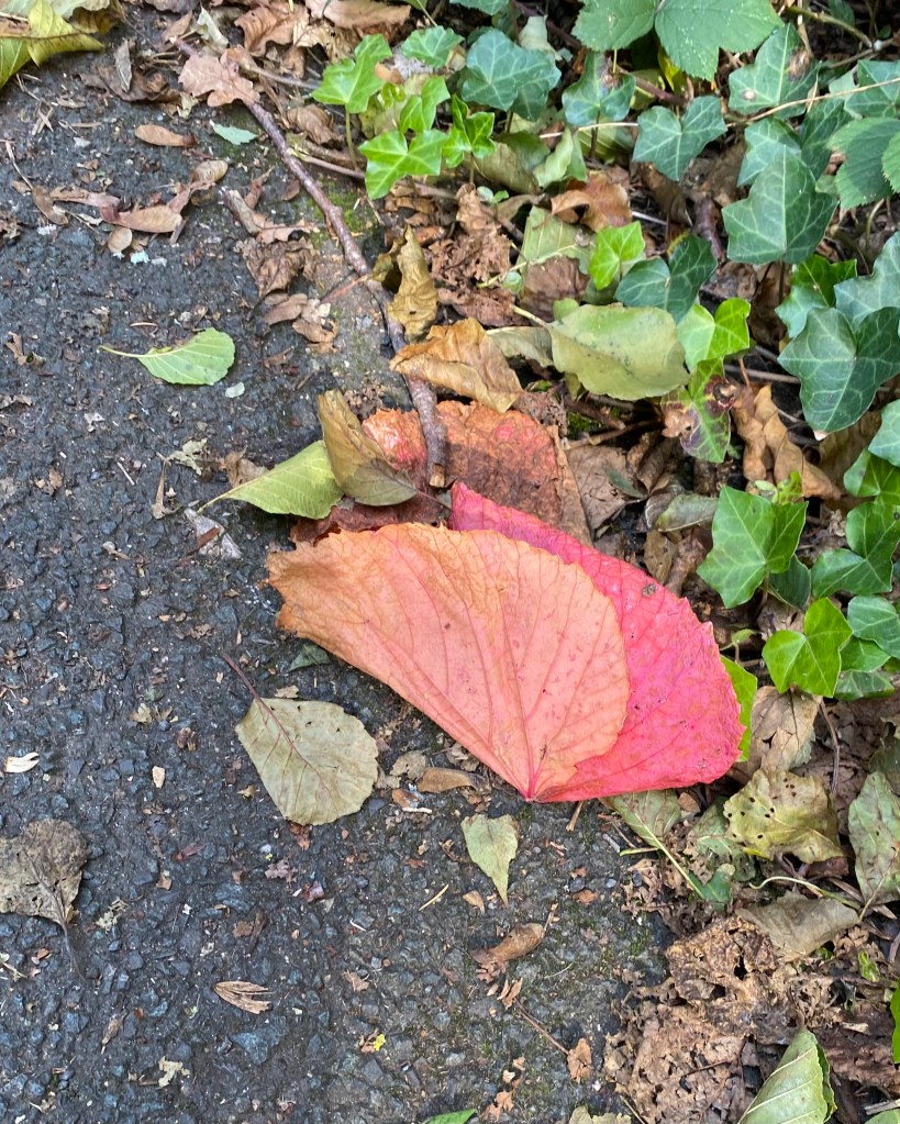 Large pink leaf from a creeper I believe.