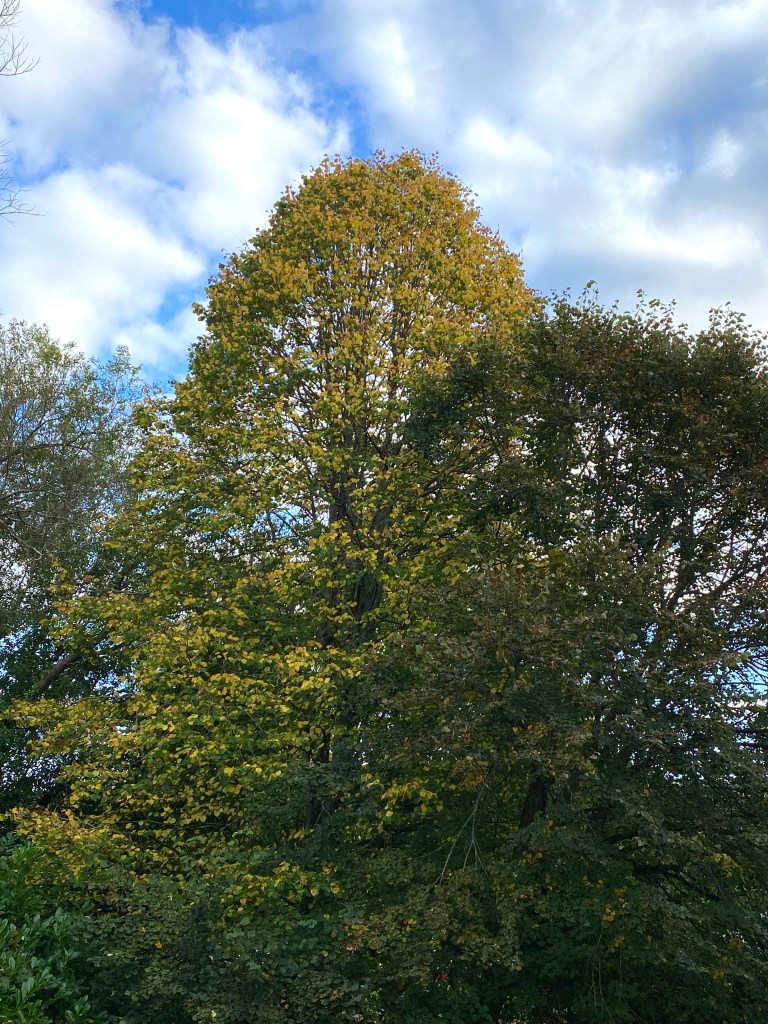 Evening sunshine settling on the autumn leaves.