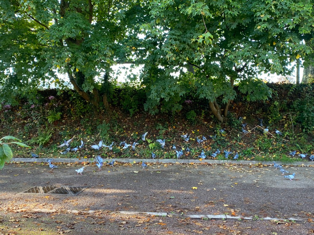 Pigeons taking flight.