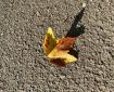 Golden leave on the pavement.