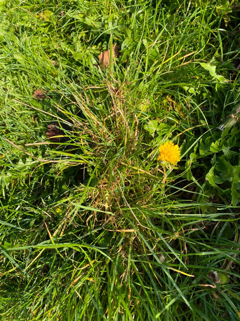 Dandelion in the grass.
