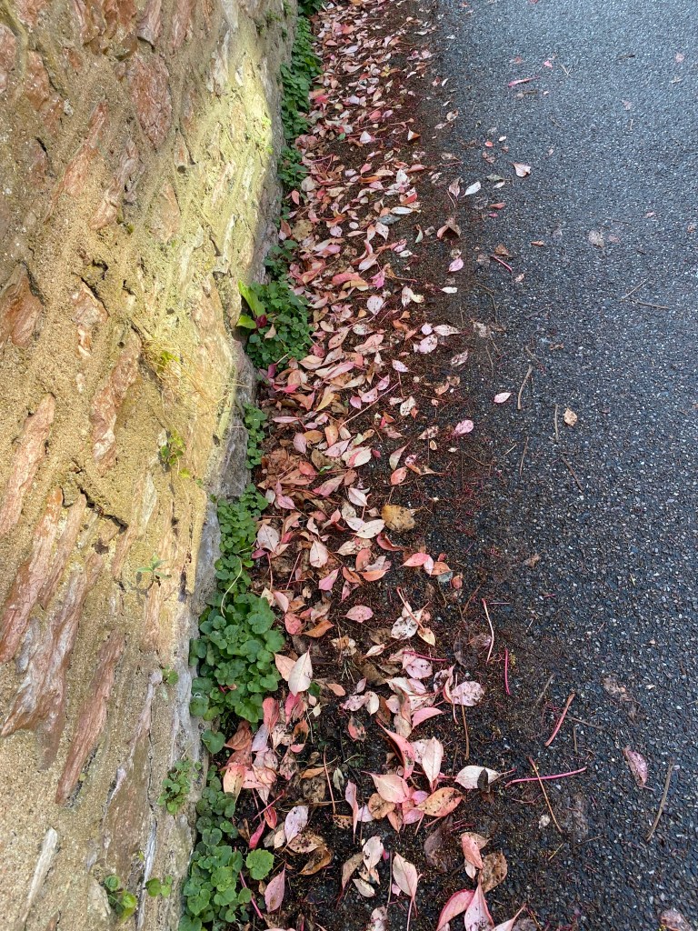 An array of light and dark pink leaves, bordered by green plants and grey concrete.
