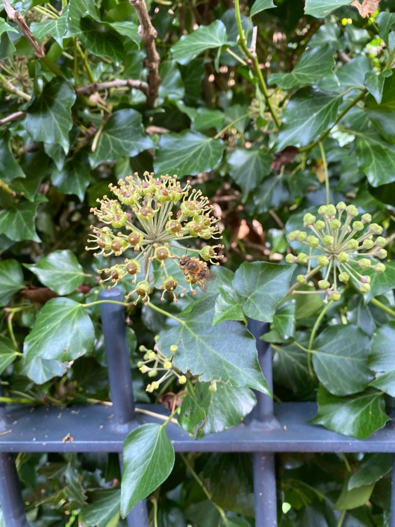 Ivy putting on the style.