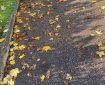 Autumn leaves by the kerb.