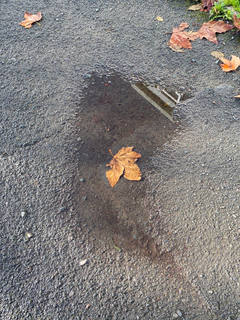Leaf in a puddle.