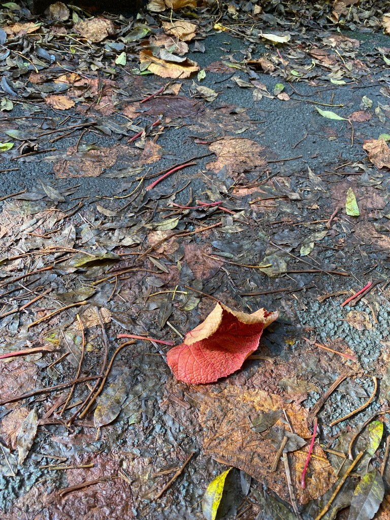 Large pink leaf from a creeper among trodden leaves.