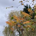 Autumn trees behind a Staghorn Sumac.