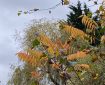Autumn trees behind a Staghorn Sumac.