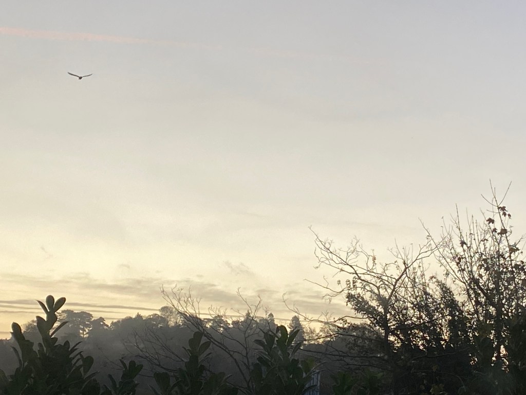 Morning sky with a seagull flying past.