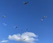 Seagulls putting on an aerial show.