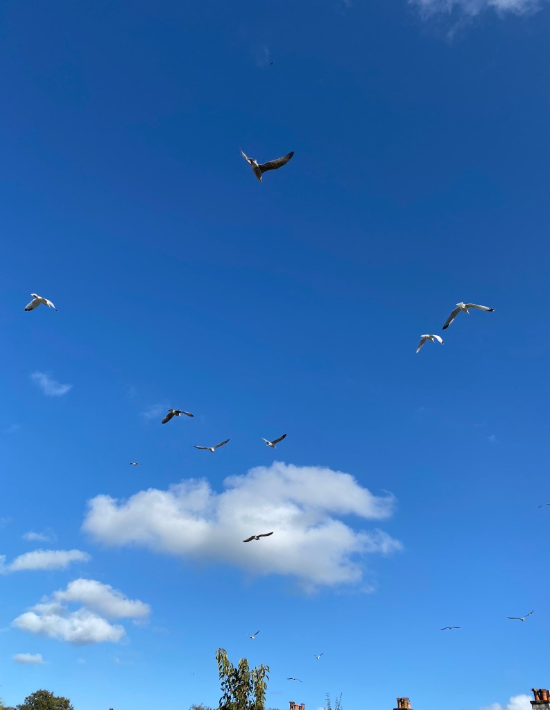 Seagulls putting on an aerial show.