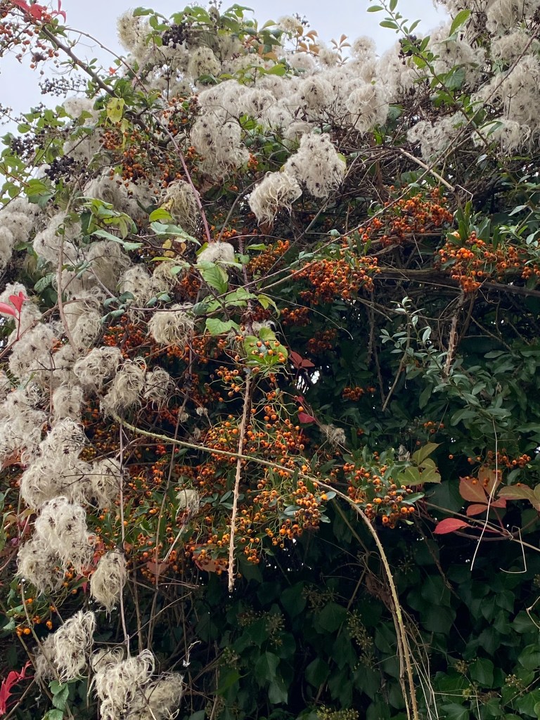 A very nice hedgerow.