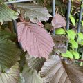 Copper leaves of a climber through the railings.