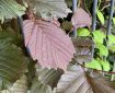 Copper leaves of a climber through the railings.
